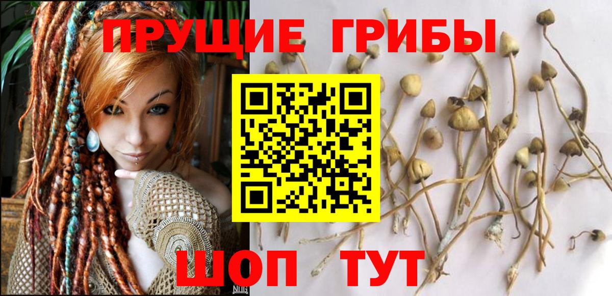 Галлюциногенные грибы GOLDEN TEACHER  Вход с VPN  Псилоцибиновые грибы прущие грибы  Урюпинск 
